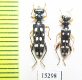 Cleridae sp. Laos - INSECTS-STORE.RU