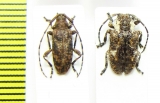 Cerambycidae sp.  Congo - INSECTS-STORE.RU