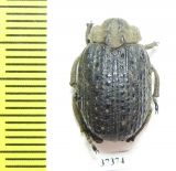 Trogidae sp.  South Africa Rep. - INSECTS-STORE.RU
