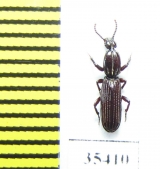 Rhysodidae sp.  Mexico - INSECTS-STORE.RU