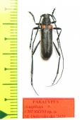Anoplistes churkini, male  Kirgizstan  PARATYPUS - INSECTS-STORE.RU