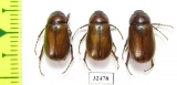Melolonthinae sp.  South Africa Rep. - INSECTS-STORE.RU