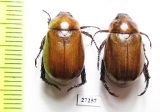 Rutelinae sp.  South Africa Rep. - INSECTS-STORE.RU