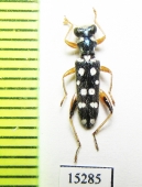 Cleridae sp. Laos - INSECTS-STORE.RU