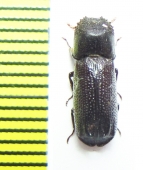 Bostrichidae sp.  Indonesia, Papua - INSECTS-STORE.RU