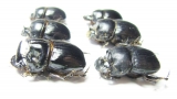 Copris lunaris, pair  Russia, Ingushetia reg. - INSECTS-STORE.RU