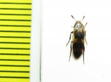 Orchesia elegantula  Russia, Far East - INSECTS-STORE.RU