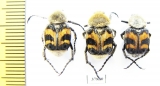 Trichius fasciatus  Russia, Tver reg. - INSECTS-STORE.RU