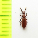 Dichillus tyrrhenicus  Italy, Sardinia - INSECTS-STORE.RU