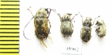 Anthribidae sp.  Tanzania - INSECTS-STORE.RU