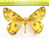 Geometridae sp.  Nepal - INSECTS-STORE.RU