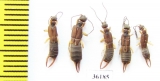 Dermaptera sp.  Thailand - INSECTS-STORE.RU