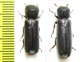 Bostrichidae sp.  Malawi - INSECTS-STORE.RU