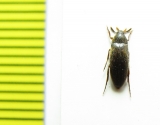 Orchesia arnoldii  Russia, Far East - INSECTS-STORE.RU