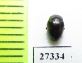 Monomma sp.  Madagascar - INSECTS-STORE.RU