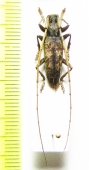 Acalolepta australis  Indonesia, Papua - INSECTS-STORE.RU