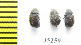 Anthribus nebulosus  Russia, Tver reg. - INSECTS-STORE.RU