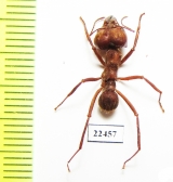 Formicidae sp.  Peru - INSECTS-STORE.RU