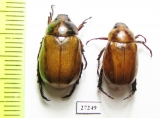 Rutelinae sp.  South Africa Rep. - INSECTS-STORE.RU