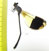 Odonata sp.  Ecuador - INSECTS-STORE.RU