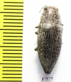 Lampetis arabica  Saudi Arabia - INSECTS-STORE.RU