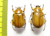 Cyclocephala sp.  Peru - INSECTS-STORE.RU