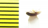Orchesia arnoldii  Russia, Far East - INSECTS-STORE.RU