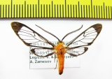 Erebidae sp.  Bolivia - INSECTS-STORE.RU
