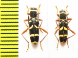 Clytus arietis  Russia, Krasnodar reg. - INSECTS-STORE.RU