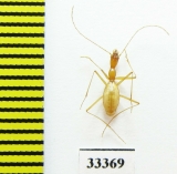 Aphaenops pluto pluto  France - INSECTS-STORE.RU