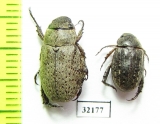 Rutelinae sp.  South Africa Rep. - INSECTS-STORE.RU
