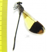 Odonata sp.  Ecuador - INSECTS-STORE.RU