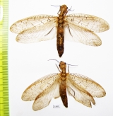 Megaloptera sp.  Indonesia, Kalimantan - INSECTS-STORE.RU