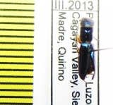 Trogossitidae sp.  Philippines - INSECTS-STORE.RU
