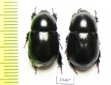 Dynastinae sp.  South Africa Rep. - INSECTS-STORE.RU