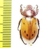 Cyclocephala sp.  Peru - INSECTS-STORE.RU