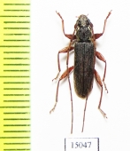Allotraeus sp.  Indonesia, Tanimbar isl. - INSECTS-STORE.RU