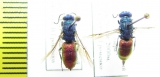 Chrysididae sp.  Kirgizstan - INSECTS-STORE.RU