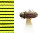 Priobium carpini  Russia, Tver reg. - INSECTS-STORE.RU