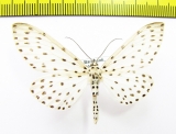 Geometridae sp.  Nepal - INSECTS-STORE.RU