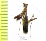 Mantodea sp.  Madagascar - INSECTS-STORE.RU