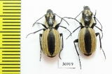 Graphipterus sp.  Zambia - INSECTS-STORE.RU