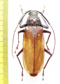 Bandar sp.  Vietnam 60mm - INSECTS-STORE.RU