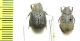 Omorgus gemmatus  Senegal - INSECTS-STORE.RU