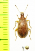 Tenebrionidae sp.  Indonesia, Papua - INSECTS-STORE.RU
