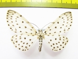 Geometridae sp.  Nepal - INSECTS-STORE.RU