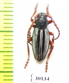 Dorcadion bistriatum  Armenia - INSECTS-STORE.RU