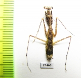 Mantodea sp.  Madagascar - INSECTS-STORE.RU
