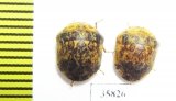 Hemiptera sp.  Tanzania - INSECTS-STORE.RU