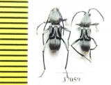 Cerambycidae sp.  South Africa Rep. - INSECTS-STORE.RU